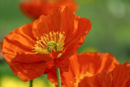 あなたの花をみつける
